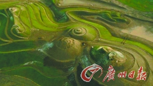 英國諾森伯蘭郡