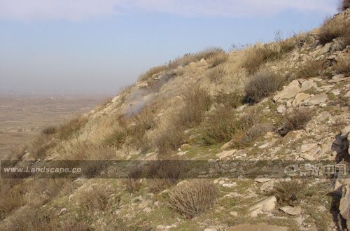 覆土后矸石山上生長的灌木鐵線蓮等植物