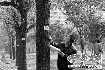 12月14日，西安市烈士陵園北廣場(chǎng)，工作人員正在核對(duì)樹木信息本報(bào)記者湯繼穎攝
