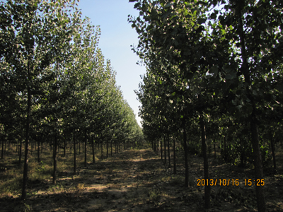 北方沙地楊樹速生豐產(chǎn)林自動(dòng)化滴灌栽培技術(shù)通過科技成果鑒定