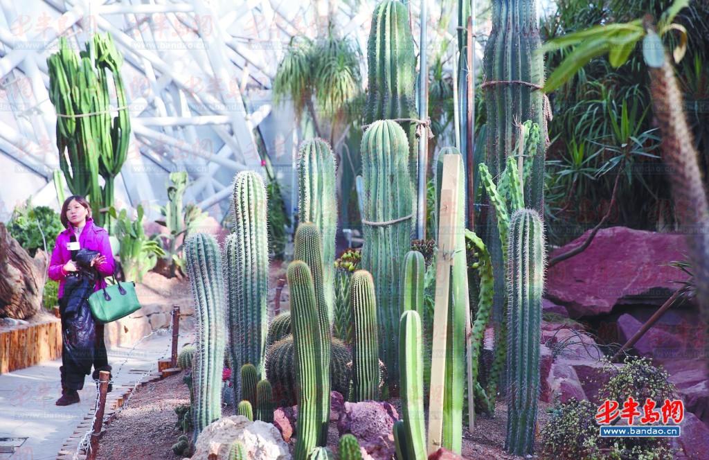 植物館內有數十種肉類植物仙人掌、仙人球。