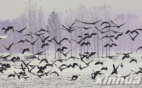 黃河濕地 濕地景觀 濕地保護