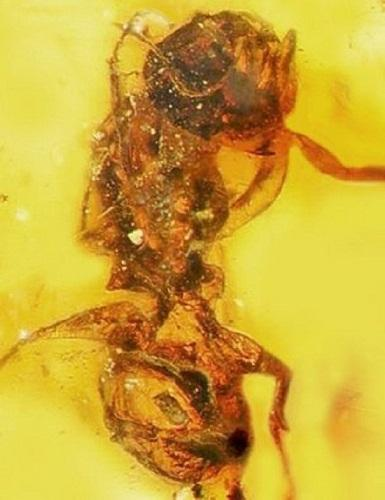 研究人員還在緬甸琥珀中發現了蜜蜂