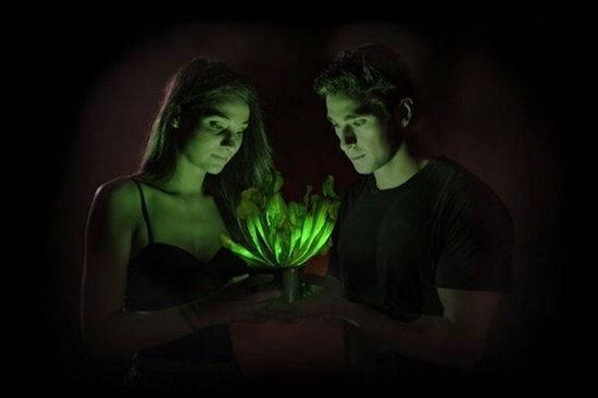 基因改造自發光植物