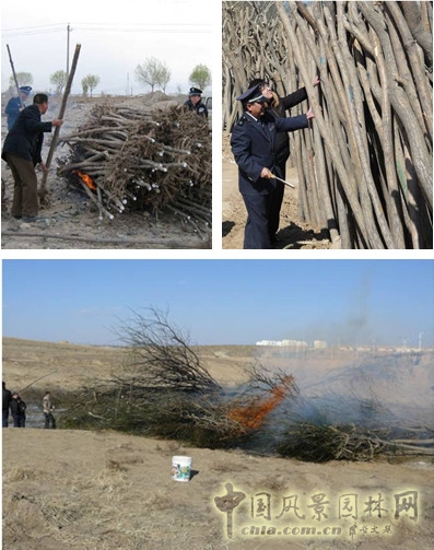 苗木的檢疫檢查