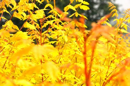 彩葉植物錦葉欒