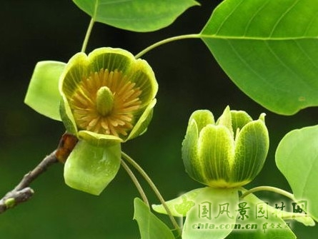 鵝掌楸(馬褂木)