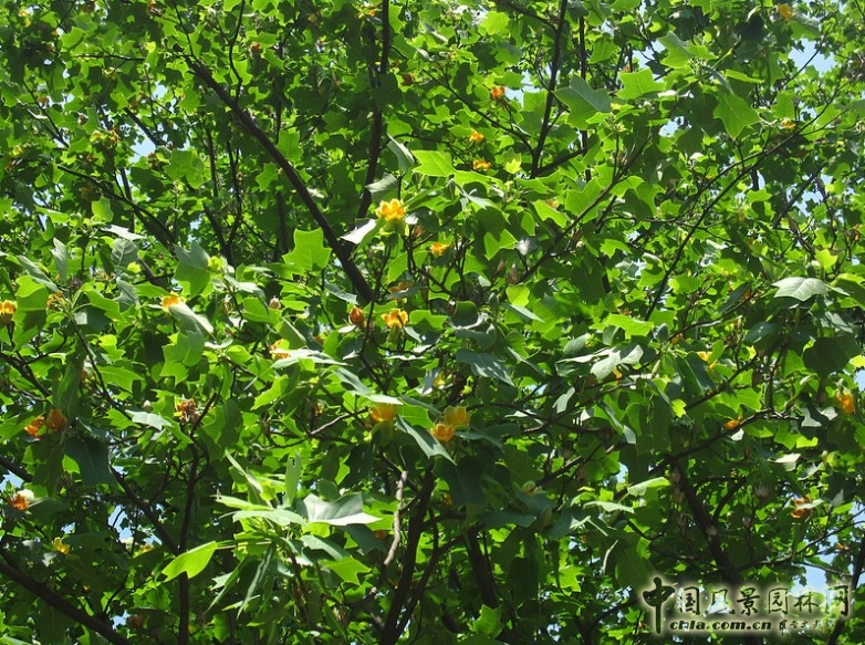 鵝掌楸(馬褂木)