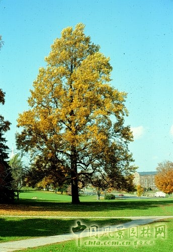 鵝掌楸(馬褂木)