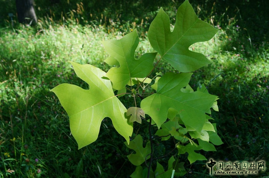 鵝掌楸(馬褂木)