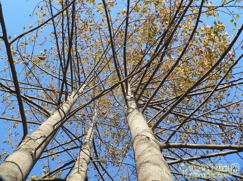 鵝掌楸(馬褂木)