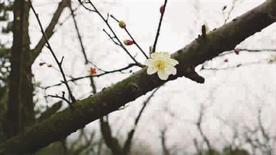 一朵早梅羞答答地開了 奉賢海灣國家森林公園 