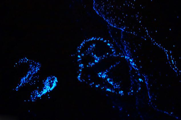 馬爾代夫海灘發光浮游植物造奇景