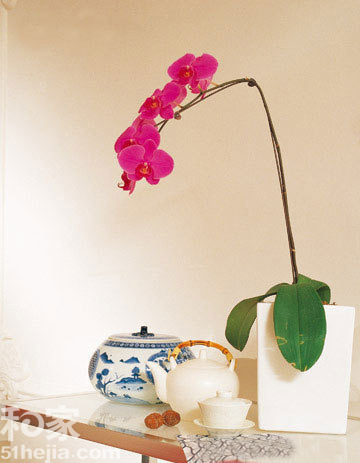 蝴蝶蘭