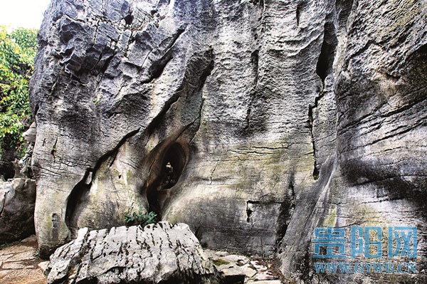 栩栩如生的“象鼻”石。