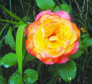 月季新品種“哈雷彗星”。