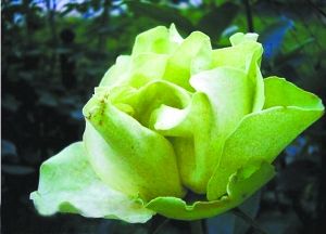 月季新品種“綠野”