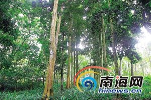 海南瀕危珍稀植物油楠，保存在儋州中國熱帶農業科學院植物園內。海南日報記者蘇曉杰攝