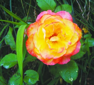 月季新品種“哈雷彗星”