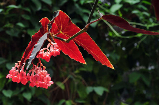 北京世界花卉大觀園