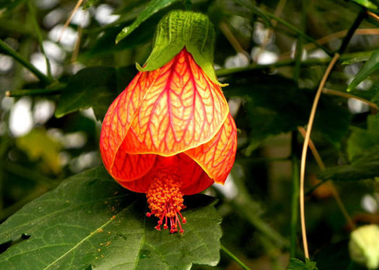 北京世界花卉大觀園