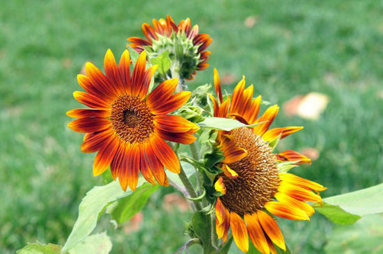 北京世界花卉大觀園