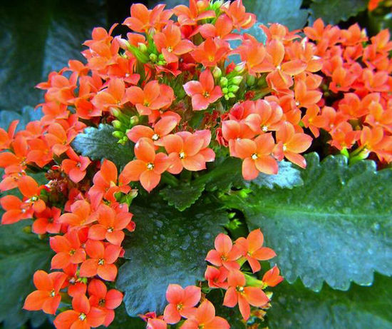 北京世界花卉大觀園