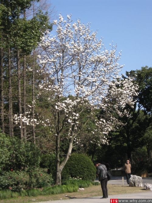 上海植物園內(nèi)的白玉蘭已經(jīng)開放