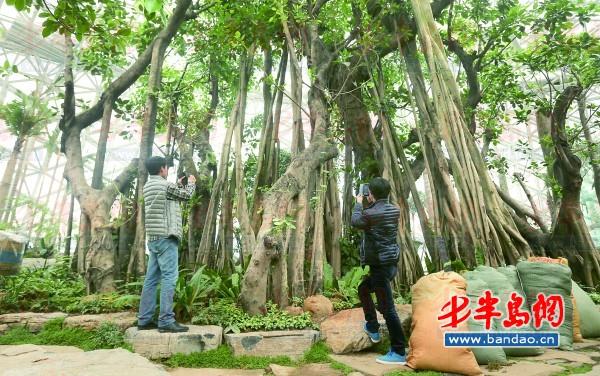 高山榕獨木成林。
