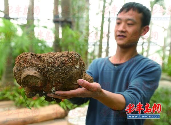 工作人員捧著魔芋向記者展示。