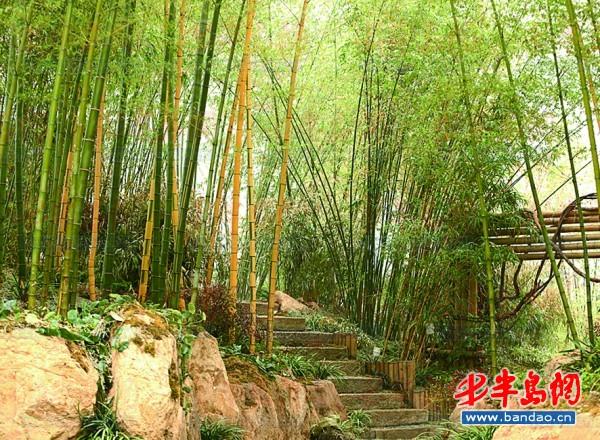 植物館里的竹林。
