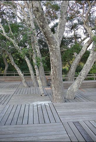 景觀設(shè)計 唐納花園 托馬斯·丘奇 加州花園