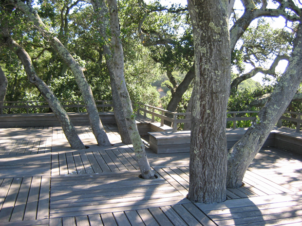 景觀設計 唐納花園 托馬斯·丘奇 加州花園