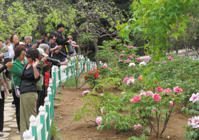 盛開的牡丹花吸引了不少游客。
