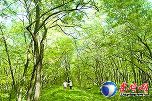 黃河三角洲濕地槐花節(jié)