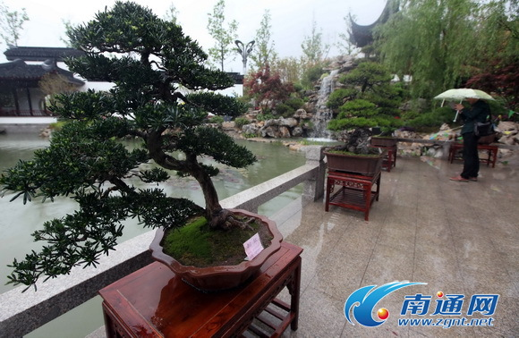 世界園藝博覽會青島亮相 通派盆景成江蘇館“鎮館之寶”