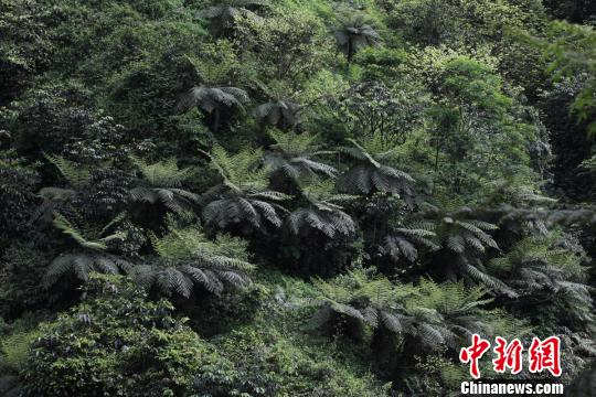 四川長寧一景區現罕見桫欏群落層片結構