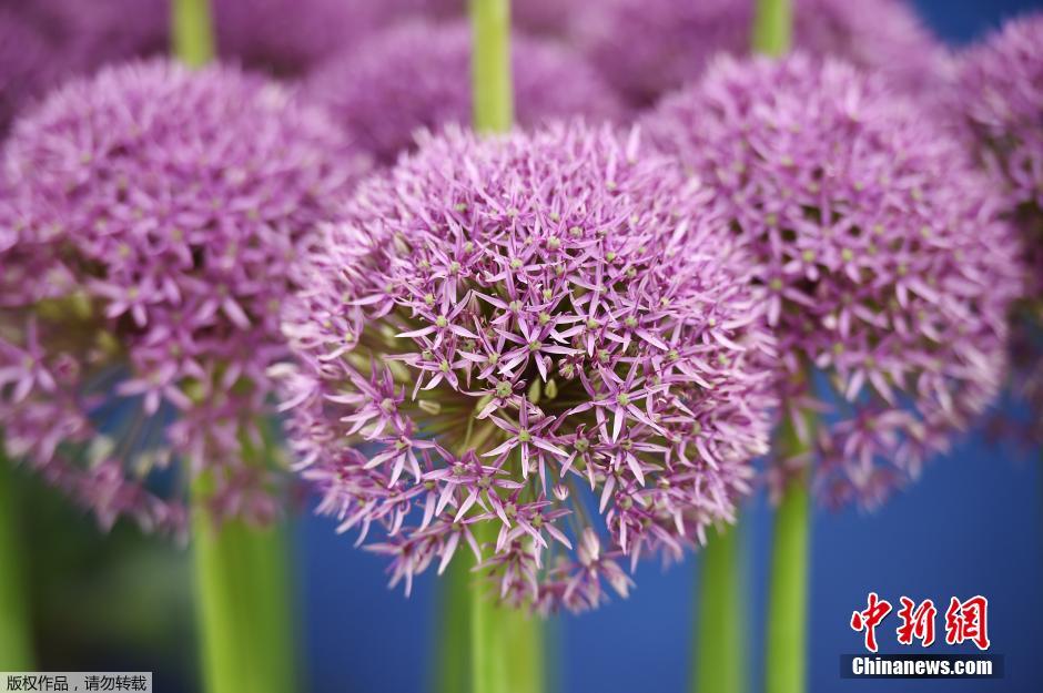 切爾西花展 花展 英國皇家園藝學會