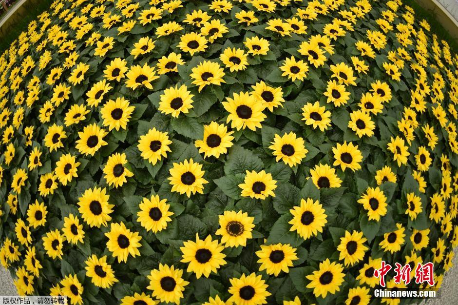 切爾西花展 花展 英國皇家園藝學(xué)會