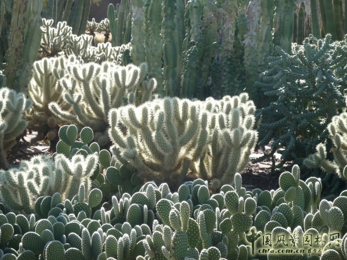 鳳凰城沙漠植物園入口花園
