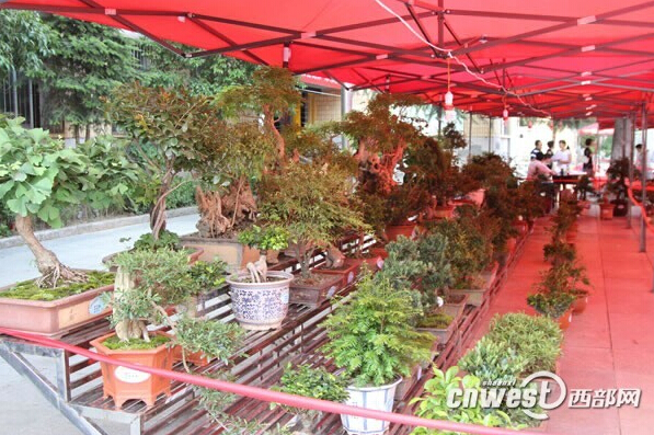 花卉 盆景 根雕