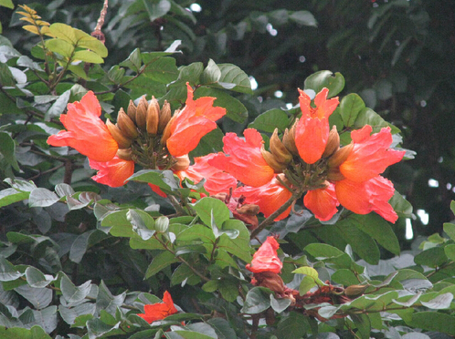 花大色艷、枝繁葉綠的火焰樹