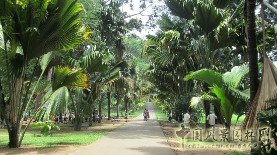 莫斯科總植物園
