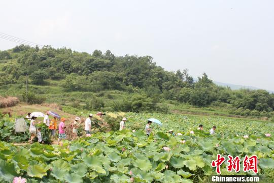 湖南邵陽市農民引種“太空蓮”