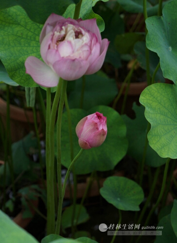 本應(yīng)該是筆直的花莖，分叉出了一枝。