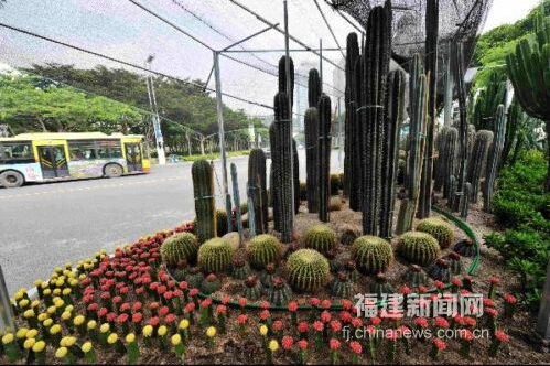 仙人掌首次現(xiàn)身廈門綠化景觀