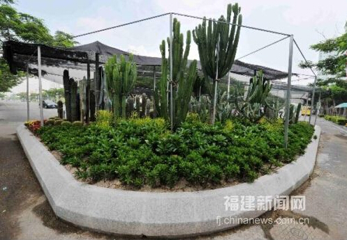 仙人掌首次現(xiàn)身廈門綠化景觀