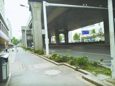 沿著發展大道自西向東約200米路段，其綠化帶中栽種了一些低矮雜亂的灌木叢，未見綠樹