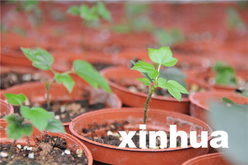 在三峽苗圃研究中心育苗蔭棚，通過實(shí)驗(yàn)室組培成功的三峽特有植物楓香長(zhǎng)勢(shì)喜人