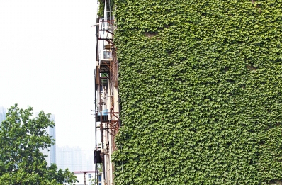 在鄭州,不少居民樓的墻面已經綠化。